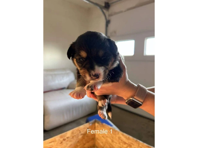 Aussie Red Heeler Mix Puppies available - 6/10