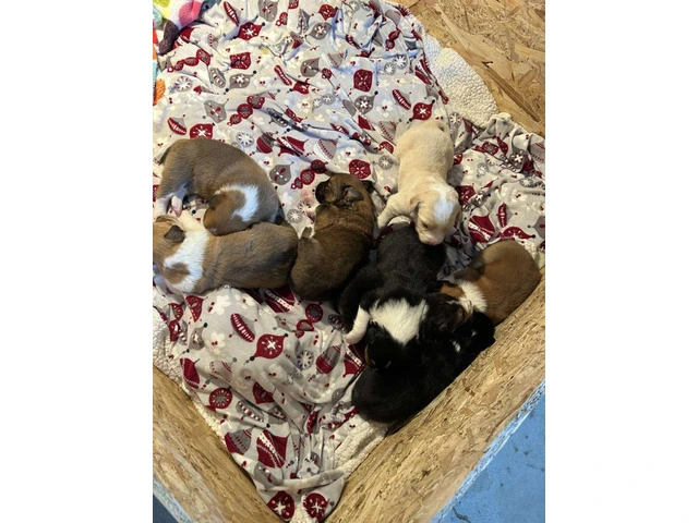 Aussie Red Heeler Mix Puppies available - 8/10
