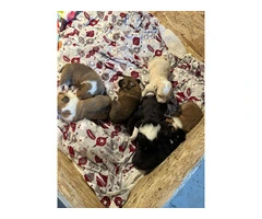Aussie Red Heeler Mix Puppies available - 8