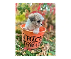 3 adorable ShiChi puppies for sale