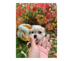 3 adorable ShiChi puppies for sale - 3