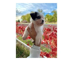 3 adorable ShiChi puppies for sale - 7