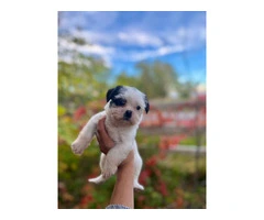 3 adorable ShiChi puppies for sale - 8