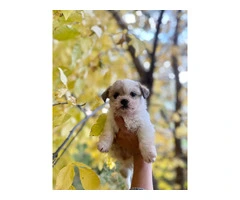 3 adorable ShiChi puppies for sale - 9
