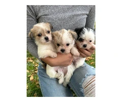 3 adorable ShiChi puppies for sale - 10