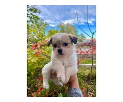 3 adorable ShiChi puppies for sale - 11