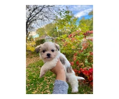 3 adorable ShiChi puppies for sale - 13