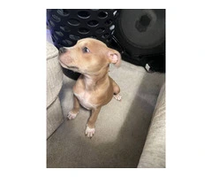 3 months old male Pitbull puppy - 2