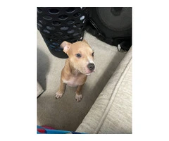 3 months old male Pitbull puppy - 3
