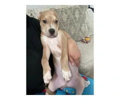 3 months old male Pitbull puppy - 5