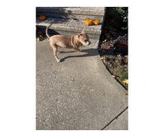 3 months old male Pitbull puppy - 6