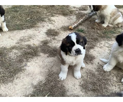 5 Saint Bernard puppies available