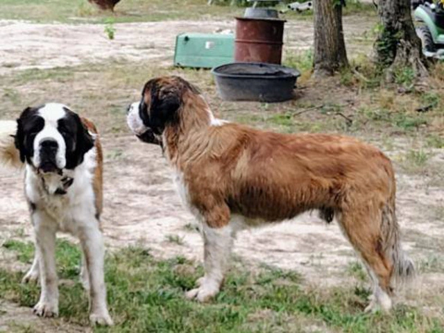 5 Saint Bernard puppies available - 2/7