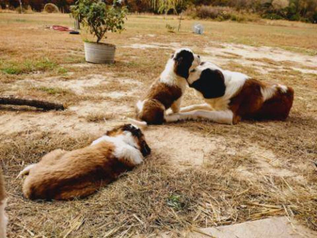 5 Saint Bernard puppies available - 3/7