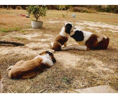 5 Saint Bernard puppies available - 3