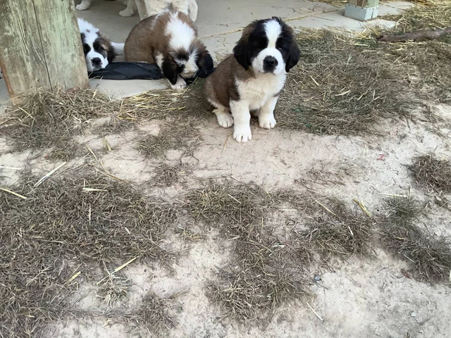 5 Saint Bernard puppies available - 4/7