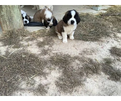 5 Saint Bernard puppies available - 4