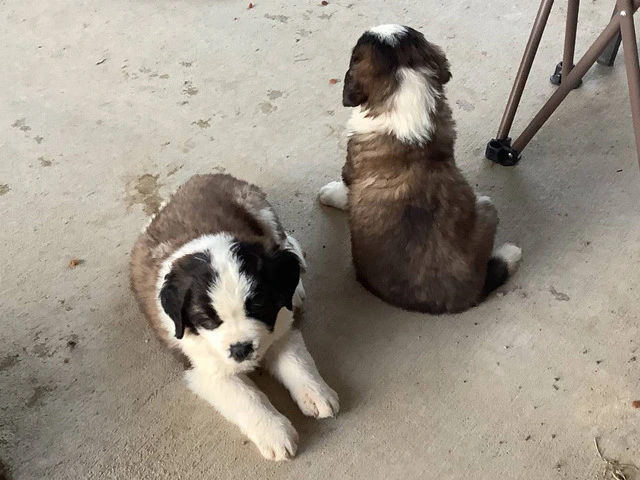 5 Saint Bernard puppies available - 6/7