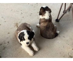 5 Saint Bernard puppies available - 6