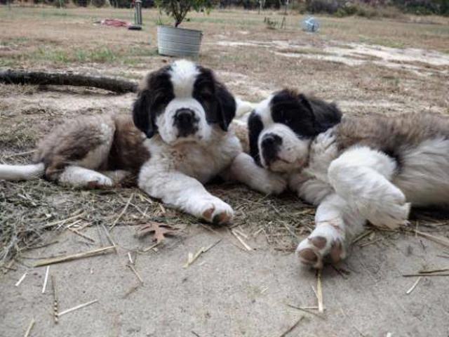 5 Saint Bernard puppies available - 7/7