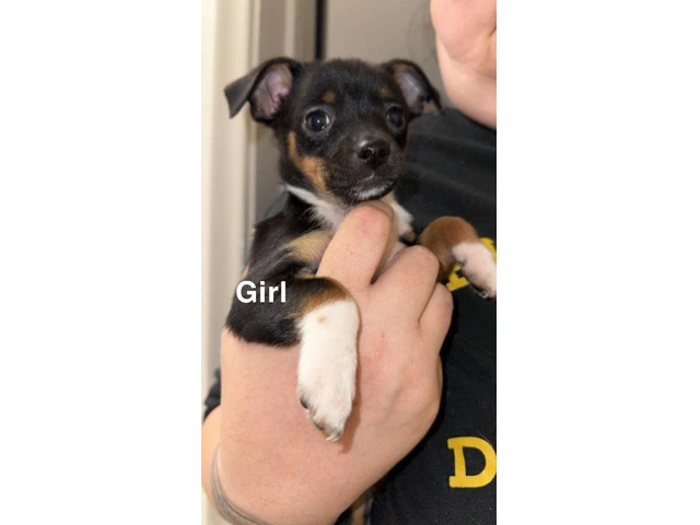 5 Chiweenie puppies need a good home - 1/5