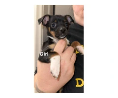 5 Chiweenie puppies need a good home - 1
