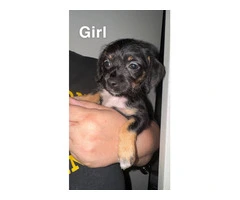5 Chiweenie puppies need a good home - 2