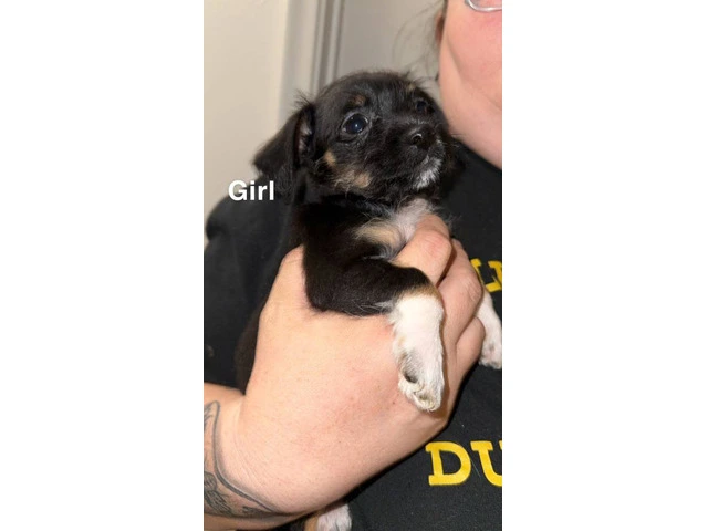 5 Chiweenie puppies need a good home - 4/5