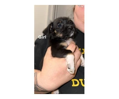 5 Chiweenie puppies need a good home - 4