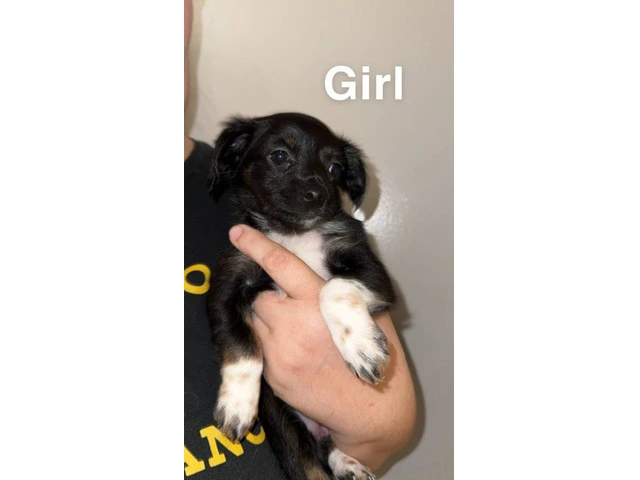 5 Chiweenie puppies need a good home - 5/5