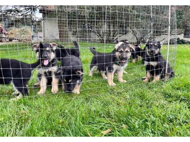 Shepsky puppies $350 each - 9/10