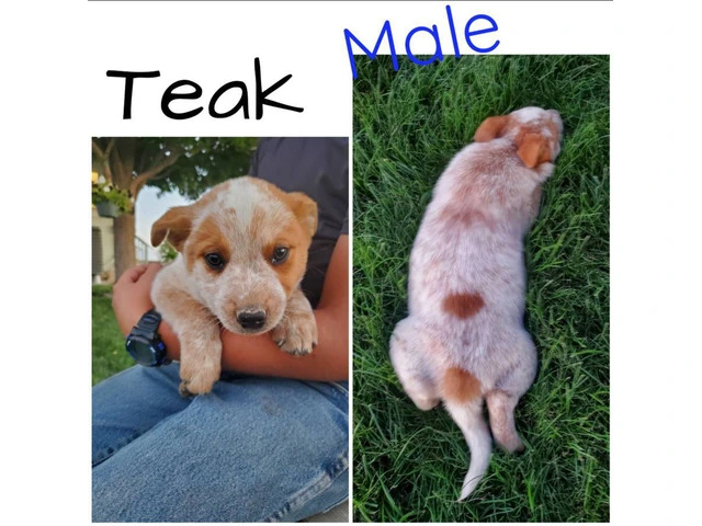 Beautiful Red heeler puppies for sale - 1/7