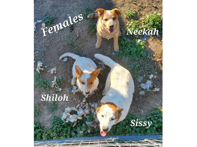 Beautiful Red heeler puppies for sale - 2/7