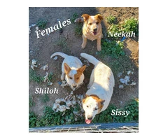 Beautiful Red heeler puppies for sale - 2