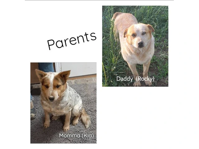 Beautiful Red heeler puppies for sale - 4/7
