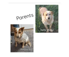Beautiful Red heeler puppies for sale - 4