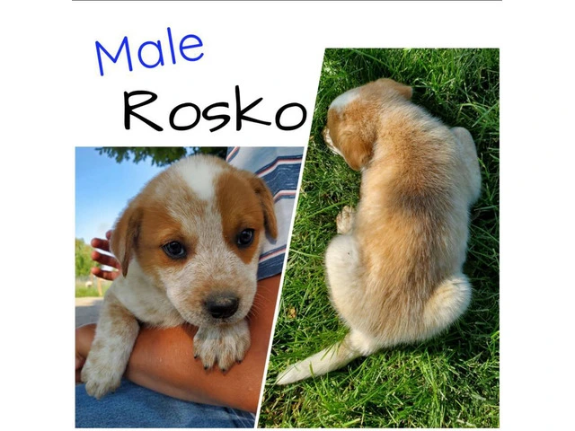 Beautiful Red heeler puppies for sale - 7/7