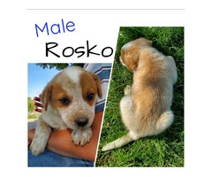 Beautiful Red heeler puppies for sale - 7