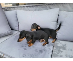 2 Dachshund puppies for sale
