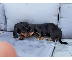 2 Dachshund puppies for sale - 2