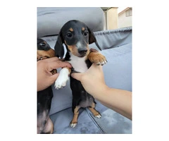 2 Dachshund puppies for sale - 3