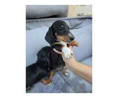 2 Dachshund puppies for sale - 4