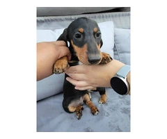 2 Dachshund puppies for sale - 5