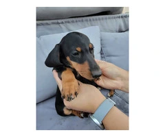 2 Dachshund puppies for sale - 6