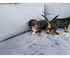 2 Dachshund puppies for sale - 7