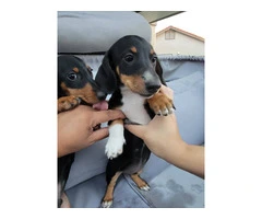 2 Dachshund puppies for sale - 8