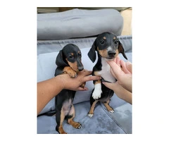 2 Dachshund puppies for sale - 9