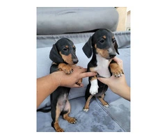 2 Dachshund puppies for sale - 10