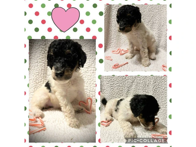 F1B standard not mini bernedoodle puppies for sell - 2/10