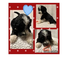 F1B standard not mini bernedoodle puppies for sell - 3